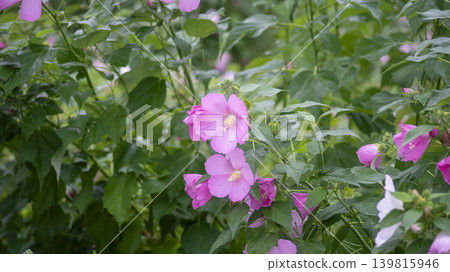 Hibiscus Hibiscus 139815946
