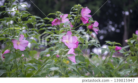 Hibiscus 139815947
