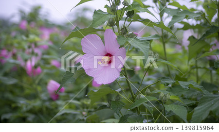 Hibiscus 139815964