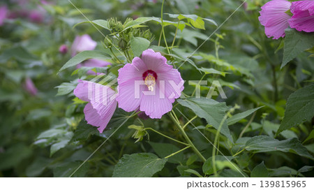 Hibiscus Hibiscus 139815965
