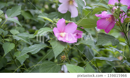 Hibiscus Hibiscus 139815966