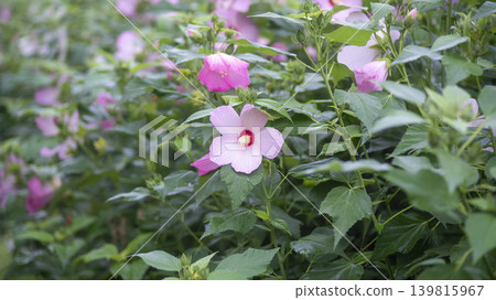 Hibiscus 139815967