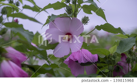 Hibiscus Hibiscus 139815968