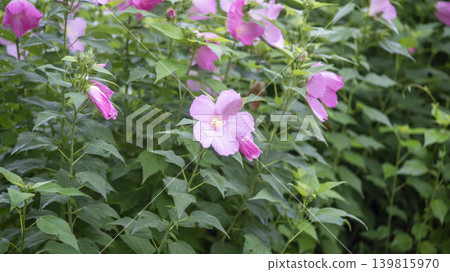 Hibiscus Hibiscus 139815970