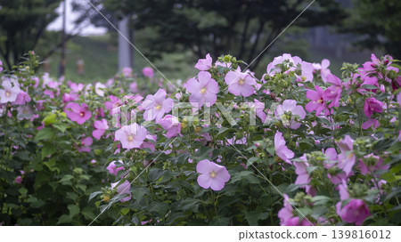 Hibiscus Hibiscus 139816012