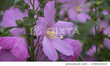 Hibiscus Hibiscus 139816023