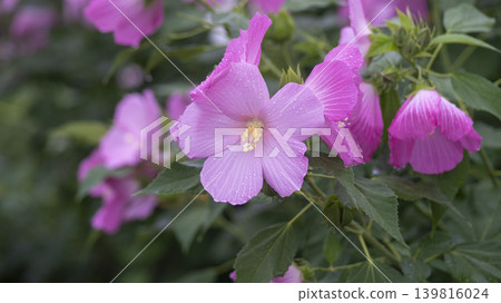 Hibiscus 139816024