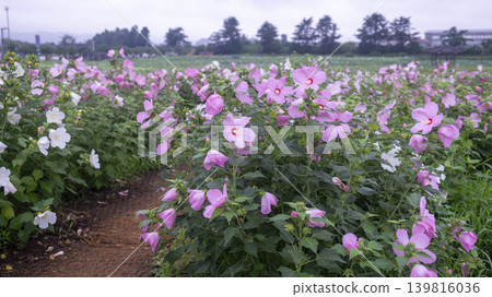 Hibiscus Hibiscus 139816036