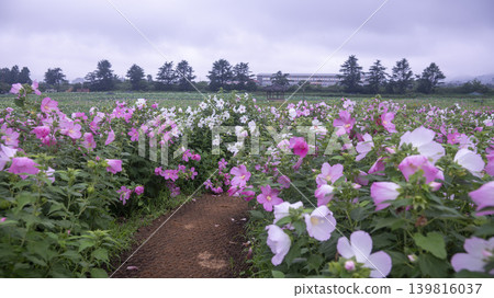 Hibiscus Hibiscus 139816037