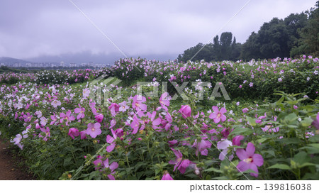 Hibiscus Hibiscus 139816038