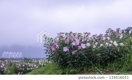 Hibiscus Hibiscus 139816051