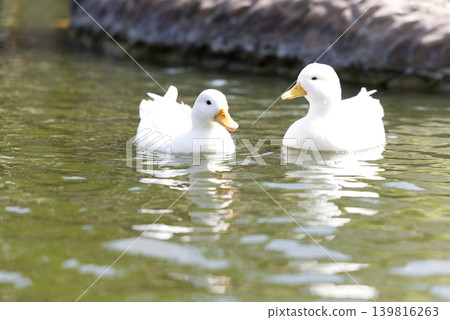 Ducks floating in a pond Ducks floating in a pond 139816263