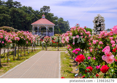 Landscape with pink roses Landscape with pink roses 139816279
