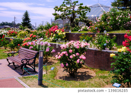 A bench in full bloom with roses A bench in full bloom with roses 139816285