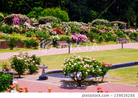 Beautiful scenery of the rose garden Beautiful scenery of the rose garden 139816288