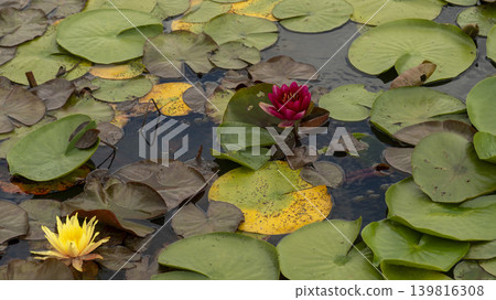 water lily water lily 139816308