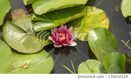 water lily water lily 139816329