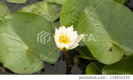 water lily 139816330