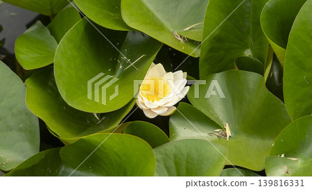 water lily water lily 139816331