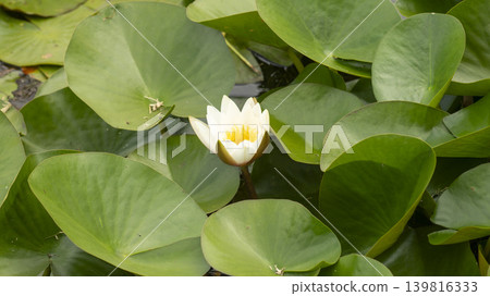 water lily water lily 139816333
