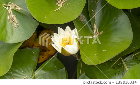 water lily water lily 139816334