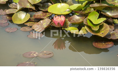 water lily 139816356