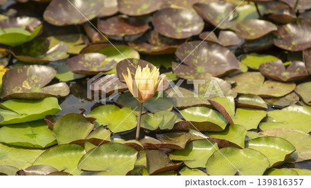 water lily water lily 139816357