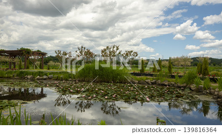 water lily water lily 139816364