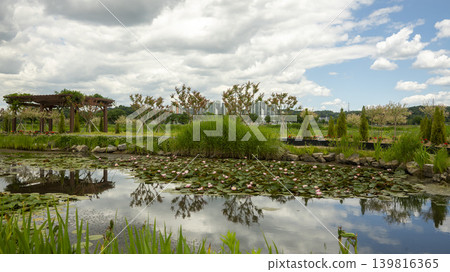 water lily water lily 139816365
