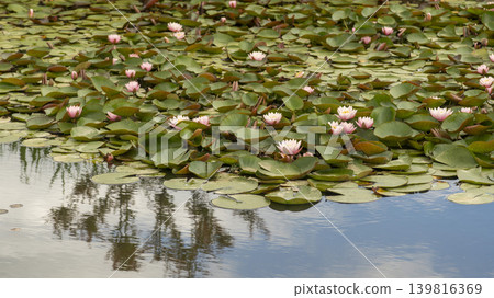 water lily 139816369