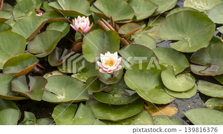 water lily water lily 139816376