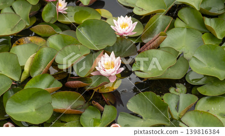 water lily water lily 139816384