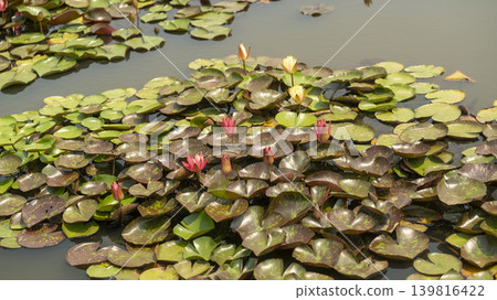water lily water lily 139816422