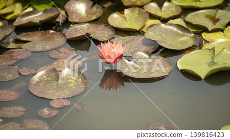 water lily water lily 139816423
