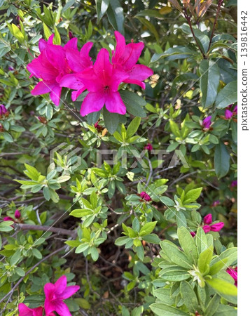 Azalea's flower Azalea's flower 139816442