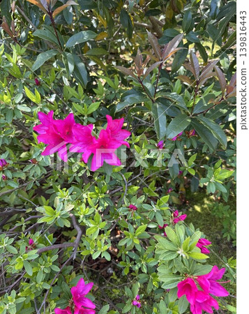 Azalea's flower Azalea's flower 139816443