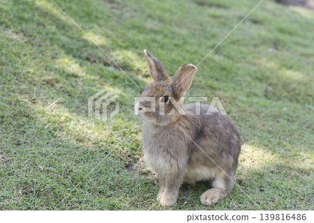 Rabbit Rabbit 139816486