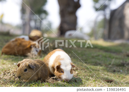 A guinea pig basking in the sun A guinea pig basking in the sun 139816491