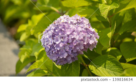 hydrangea hydrangea 139816634