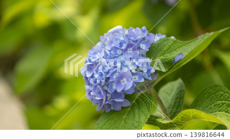 hydrangea hydrangea 139816644