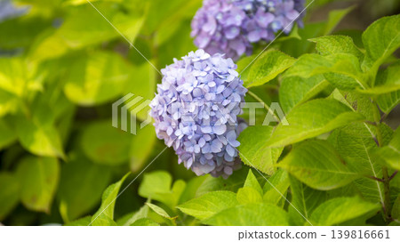 hydrangea hydrangea 139816661
