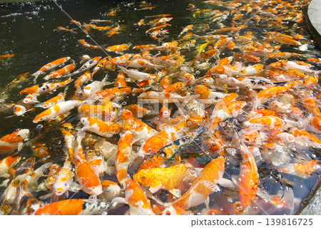 A group of carp floating on the pond 139816725