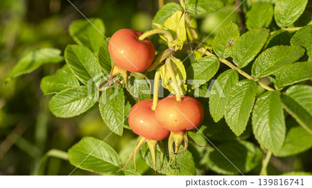 rosehip fruit rosehip fruit 139816741
