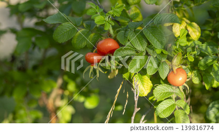rosehip fruit rosehip fruit 139816774
