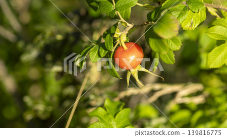 rosehip fruit 139816775