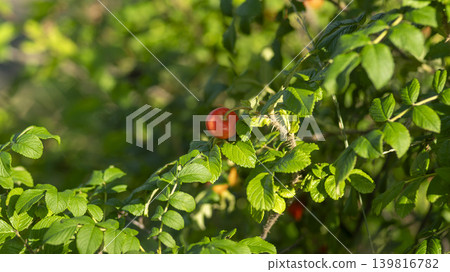 rosehip fruit rosehip fruit 139816782