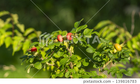 rosehip fruit rosehip fruit 139816783