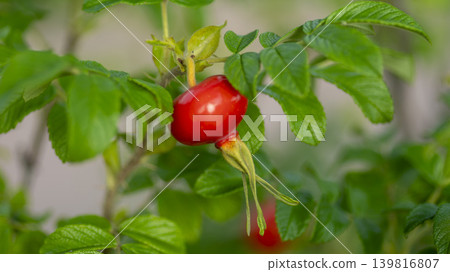 rosehip fruit 139816807