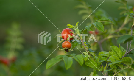 rosehip fruit rosehip fruit 139816808