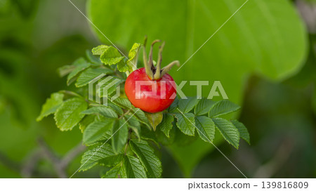 rosehip fruit rosehip fruit 139816809